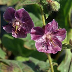 Geranium 'Samobor'